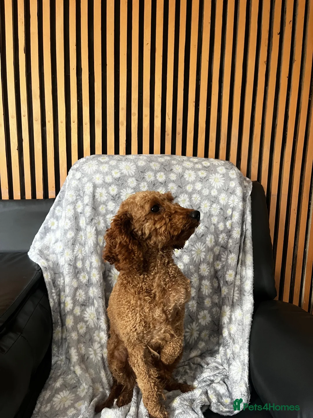Miniature Poodle dogs for sale: Poodle female  - Advert 2