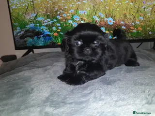 Shih Tzu dogs 7 shihtzu puppies for sale, merthyr tydfil - Advert 2