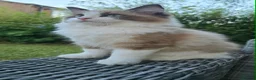 Ragdoll cats for sale: Rare European Long-Haired Ragdoll Kittens - Advert 10