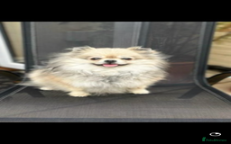Pomeranian dogs for sale: Pomeranian retired female  - Image 2