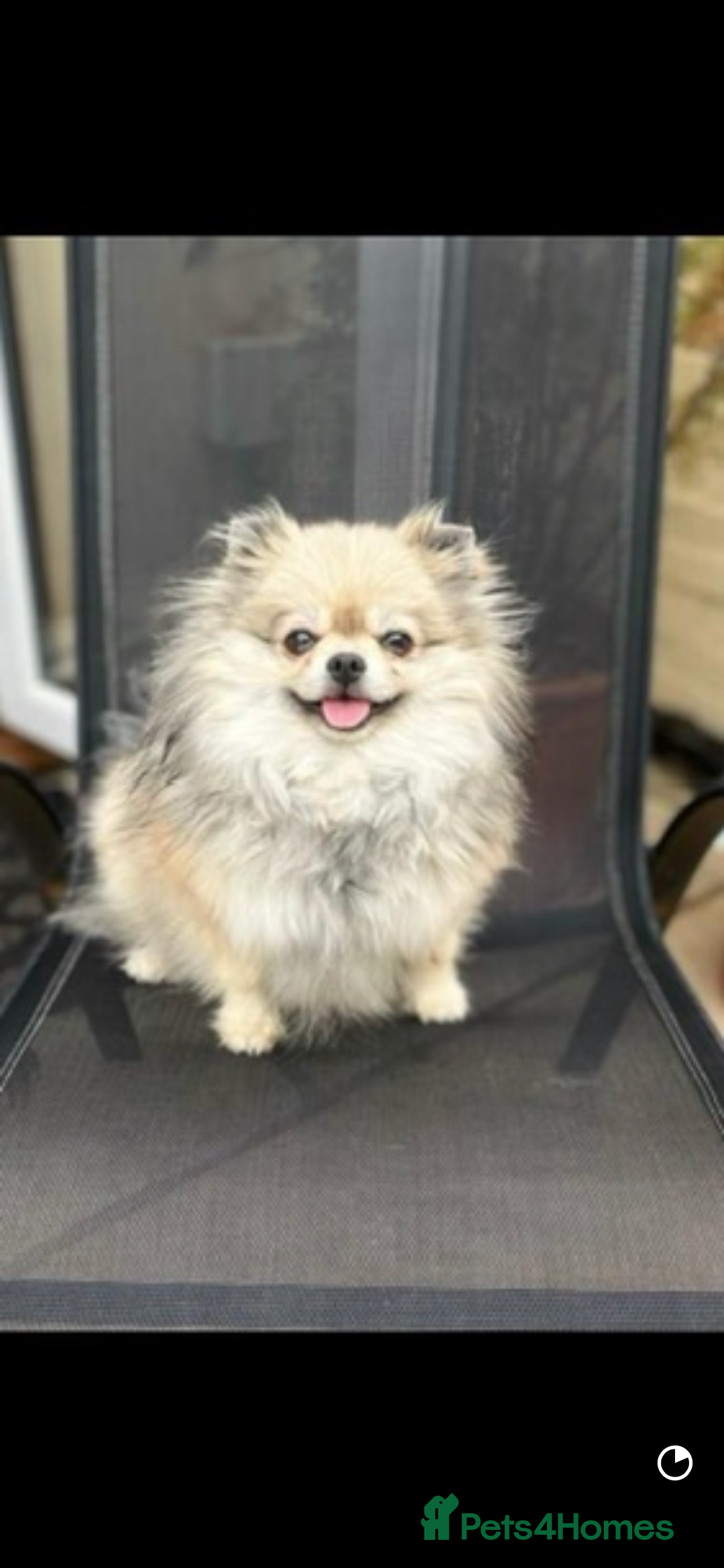 Pomeranian dogs for sale: Pomeranian retired female  - Image 2