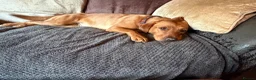 Labrador Retriever dogs for sale: Fox red/yellow KC, health tested Labradors  in Spalding - Advert 6