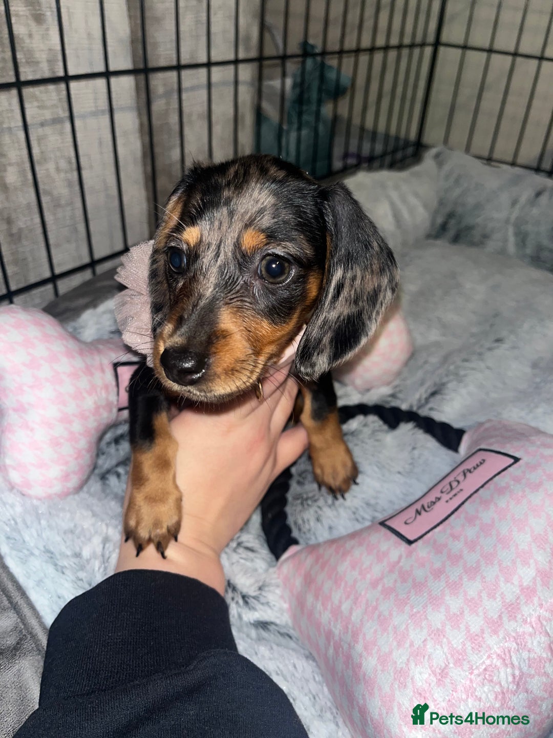 Miniature Dachshund dogs for sale: 4 month old gorgeous mini sausage  - Advert 1