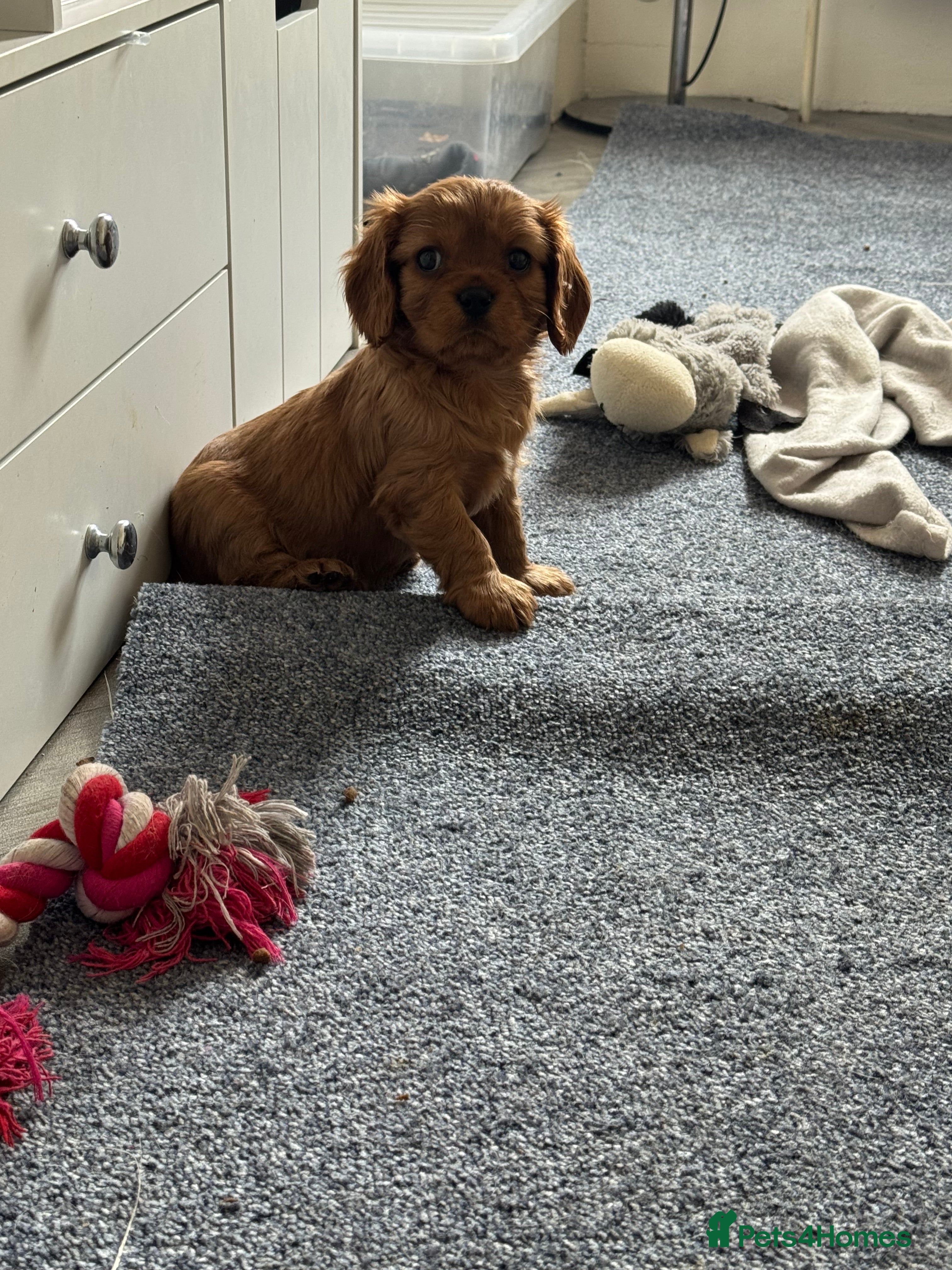 Cavalier King Charles Spaniel dogs Male King Charles Cavalier Puppies 🩵💙 - Advert 3