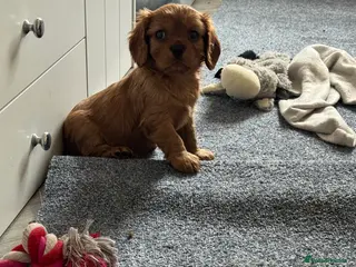 Cavalier King Charles Spaniel dogs Male King Charles Cavalier Puppies 🩵💙 - Advert 3