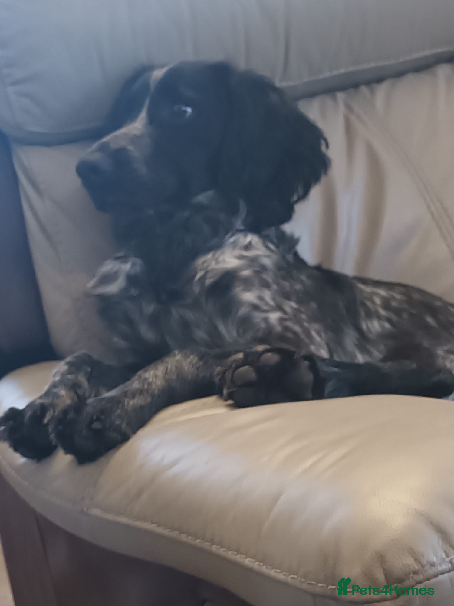 Sprocker dogs Sprocker puppy  - Advert 1