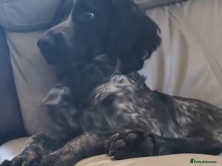 Sprocker dogs Sprocker puppy - Advert 1