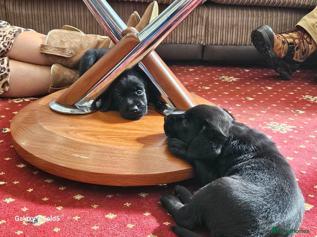 Labrador Retriever dogs for sale: Stunning litter Both Parents Health Tested - Image 13