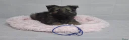German Shepherd dogs for sale: Beautiful German shepherd puppies - Advert 8