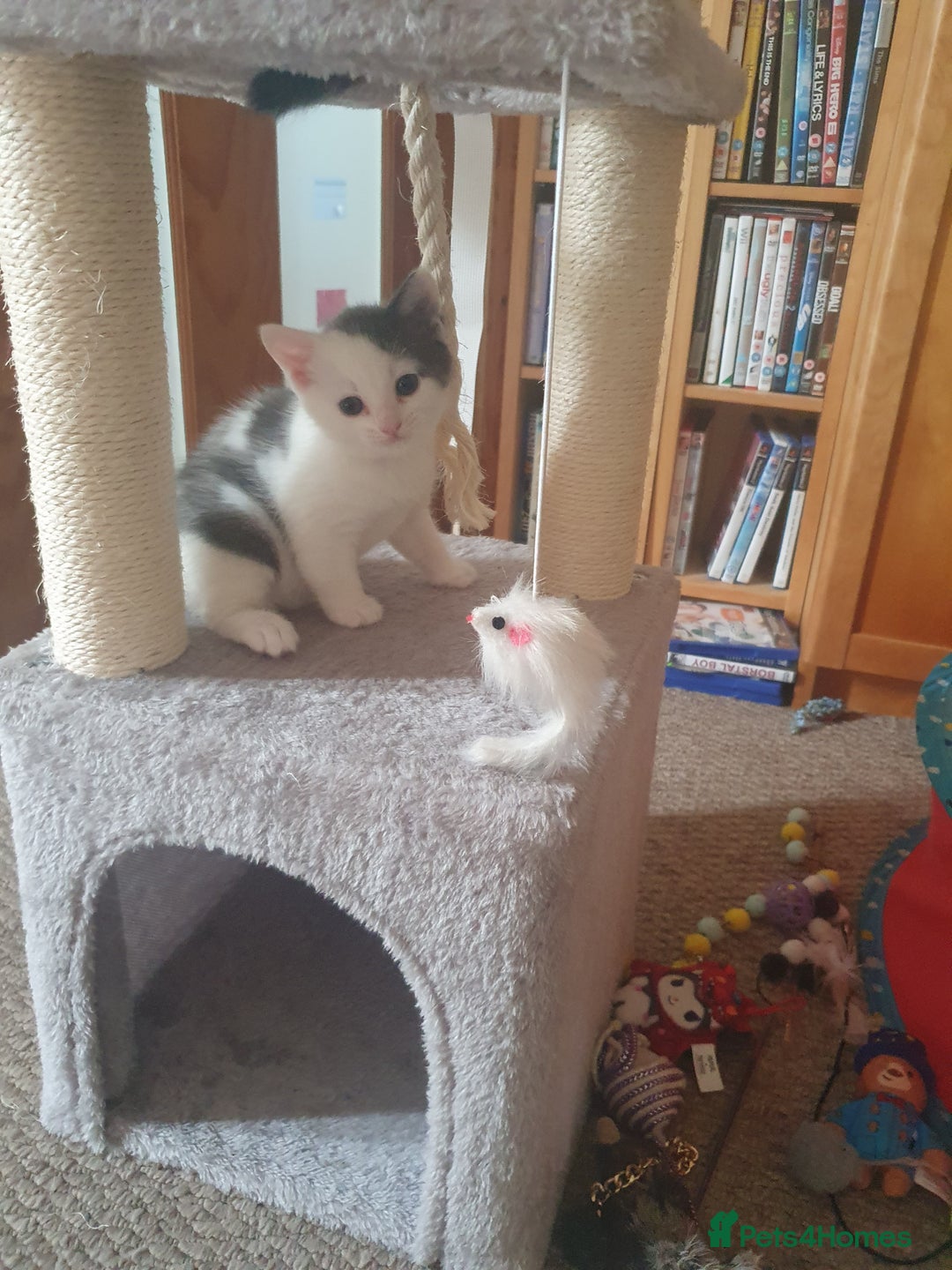 Mixed Breed cats for sale: 2 Beautiful Little Kittens - Image 16