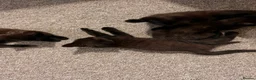 Mixed Breed cats for sale: 2 male black kittens in Ramsgate - Advert 5