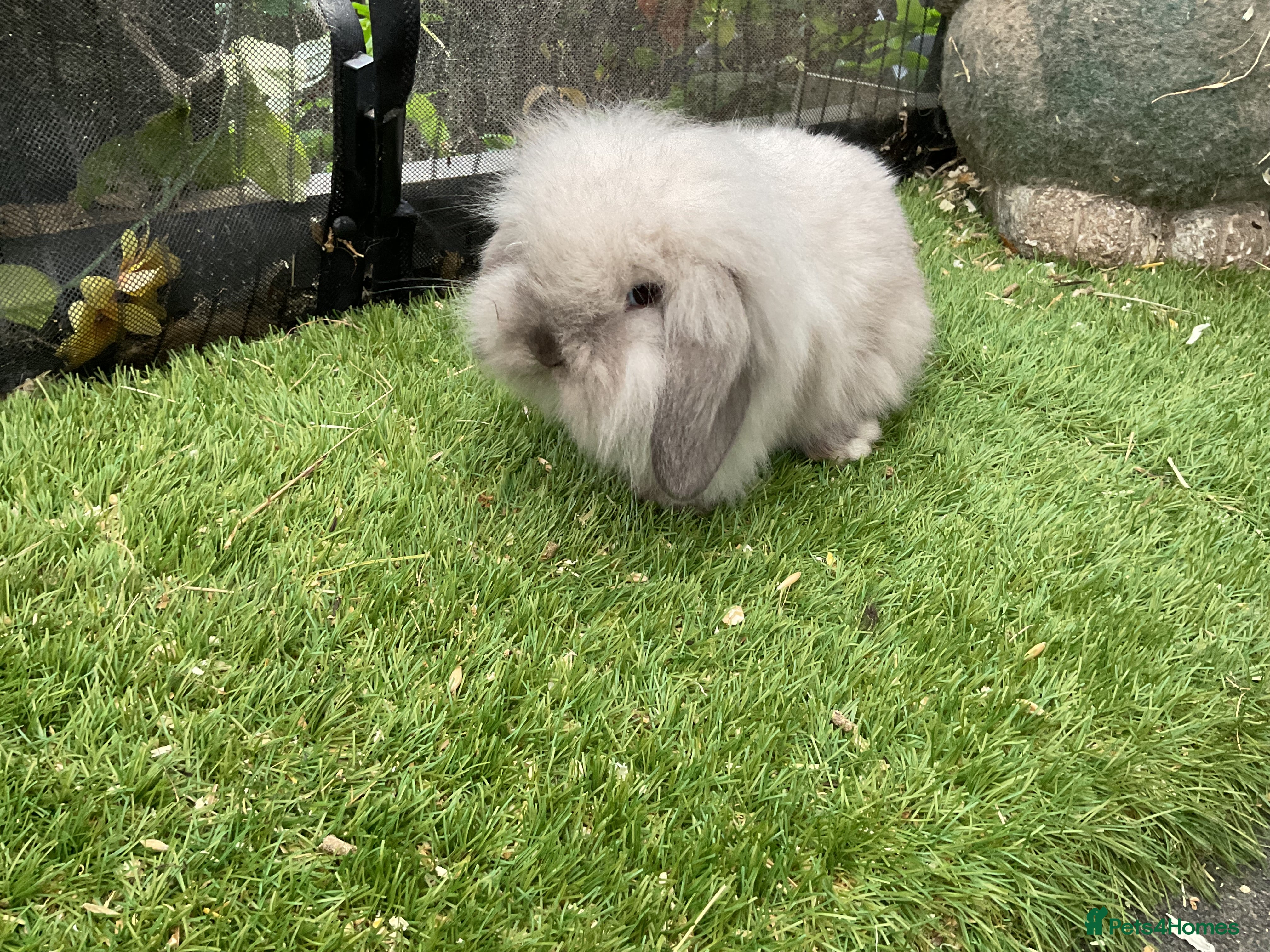 Mini Lop rabbits Baby mini lops and mini lion lop baby rabbits - Advert 16