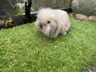 Mini Lop rabbits Baby mini lops and mini lion lop baby rabbits - Advert 1