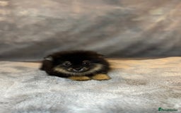 Pomeranian dogs for sale: Lovely little Poms available  - Image 3