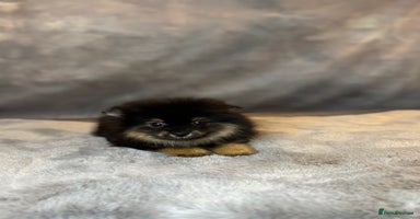 Pomeranian dogs - Advert 7