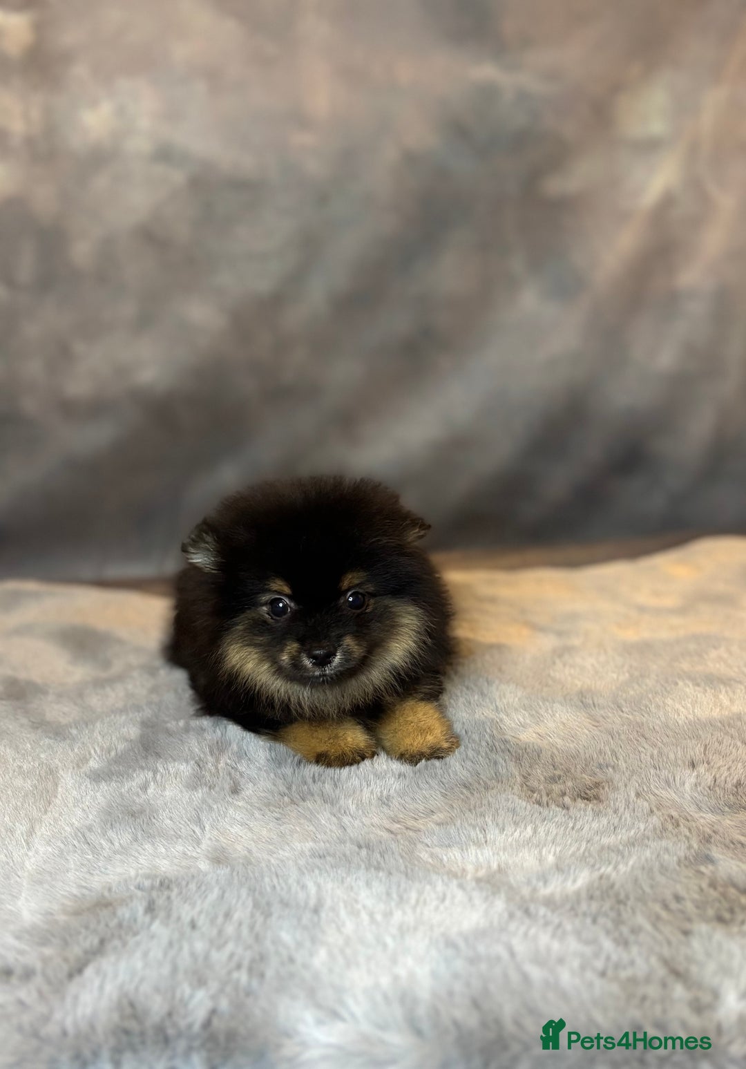 Pomeranian dogs for sale: Lovely little Poms available  - Image 3