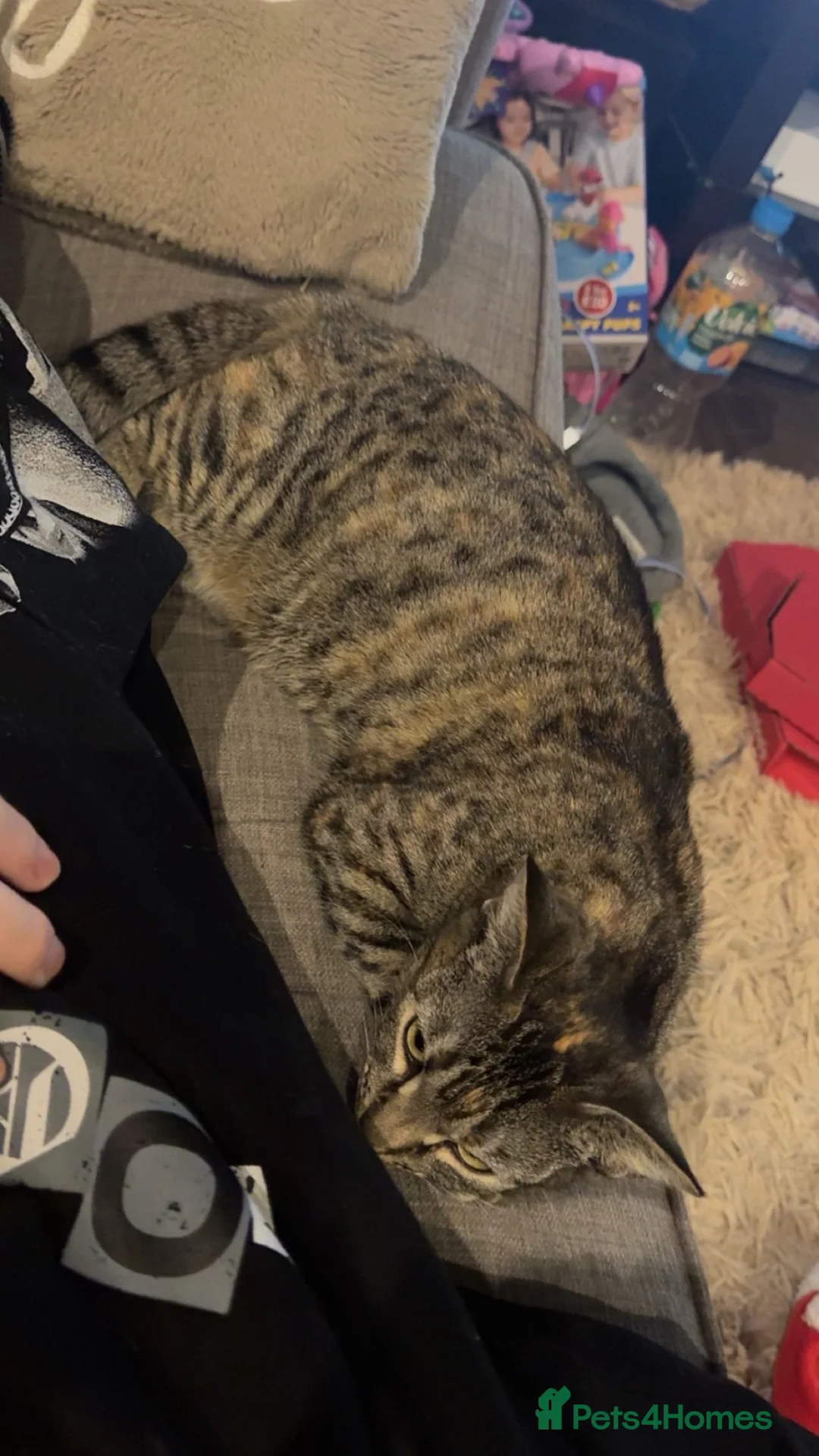 Mixed Breed cats for sale: Shadow loving female - Advert 2