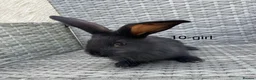 Continental Giant rabbits for sale: 💖 Pure bred continental giants💖 - Advert 2