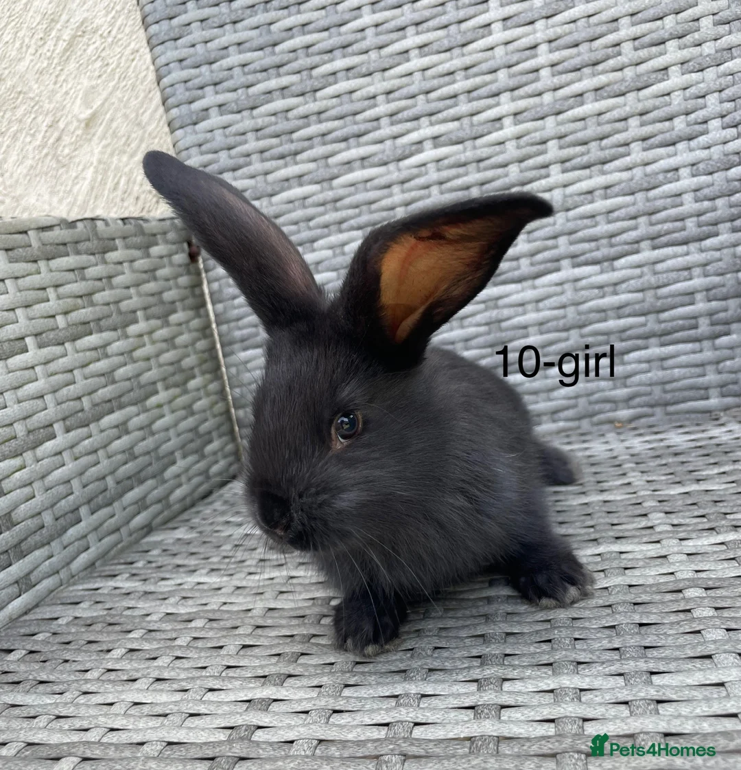 Continental Giant rabbits for sale: 💖 Pure bred continental giants💖 - Advert 2