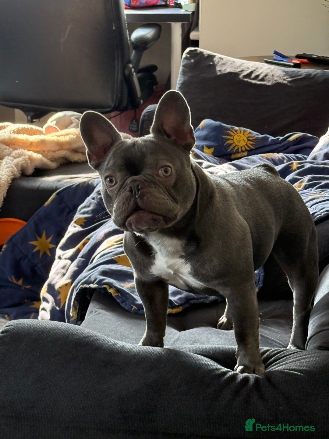 French Bulldog dogs for sale: French bulldog  - Image 6