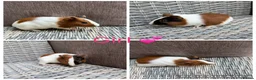 Guinea Pig rodents for sale: Male & Female piggies looking for new laps - Advert 21