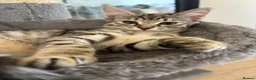 Bombay cats for sale: One short haired Tabby💜 Three Fluff males🩵 - Advert 22