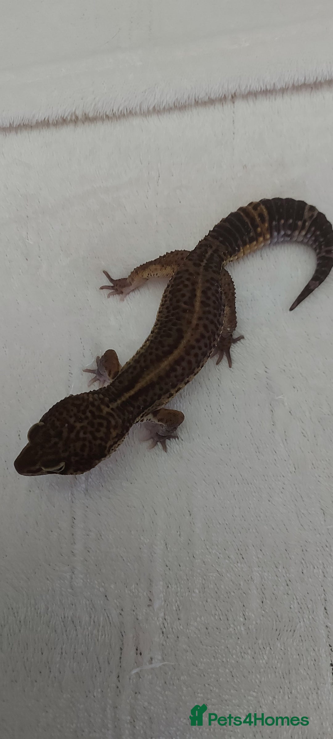 Leopard Gecko reptiles for sale: Two stunning male leopard geckos for sale - Advert 1