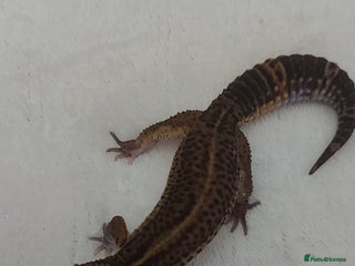 Leopard Gecko reptiles Two stunning male leopard geckos for sale - Advert 1