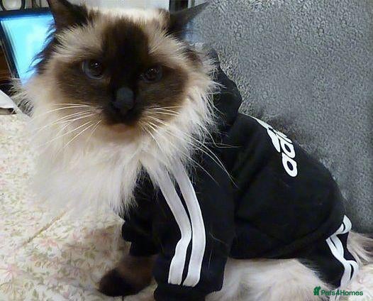 Ragdoll cats for sale: Ragdoll Seal Mitted Girl Female Neutered - Advert 15