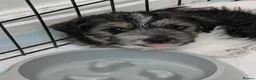 Mixed Breed dogs for sale: Oreo's Beautiful Puppies - Advert 6