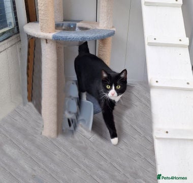 Mixed Breed cats MINNIE - Advert 5