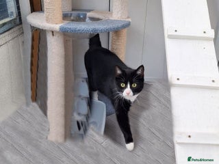 Mixed Breed cats MINNIE - Advert 1