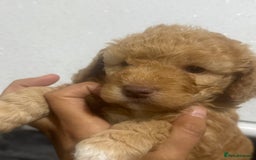 Cavapoo dogs for sale: x4 cockapoos puppies - Advert 14