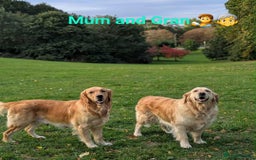 Golden Retriever dogs for sale: Beautiful Golden Retriever Puppies For Sale - Image 8