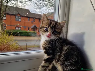 Mixed Breed cats One male tabby kitten available Tuesday! - Advert 9