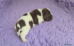 English Springer Spaniel dogs for sale: KC clear DNA vax vetted Springer Pups - Image 9
