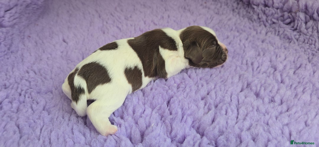 English Springer Spaniel dogs for sale: KC clear DNA vax vetted Springer Pups - Image 9