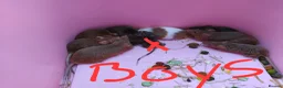 Mouse rodents for sale: Gorgeous friendly mice  - Advert 3