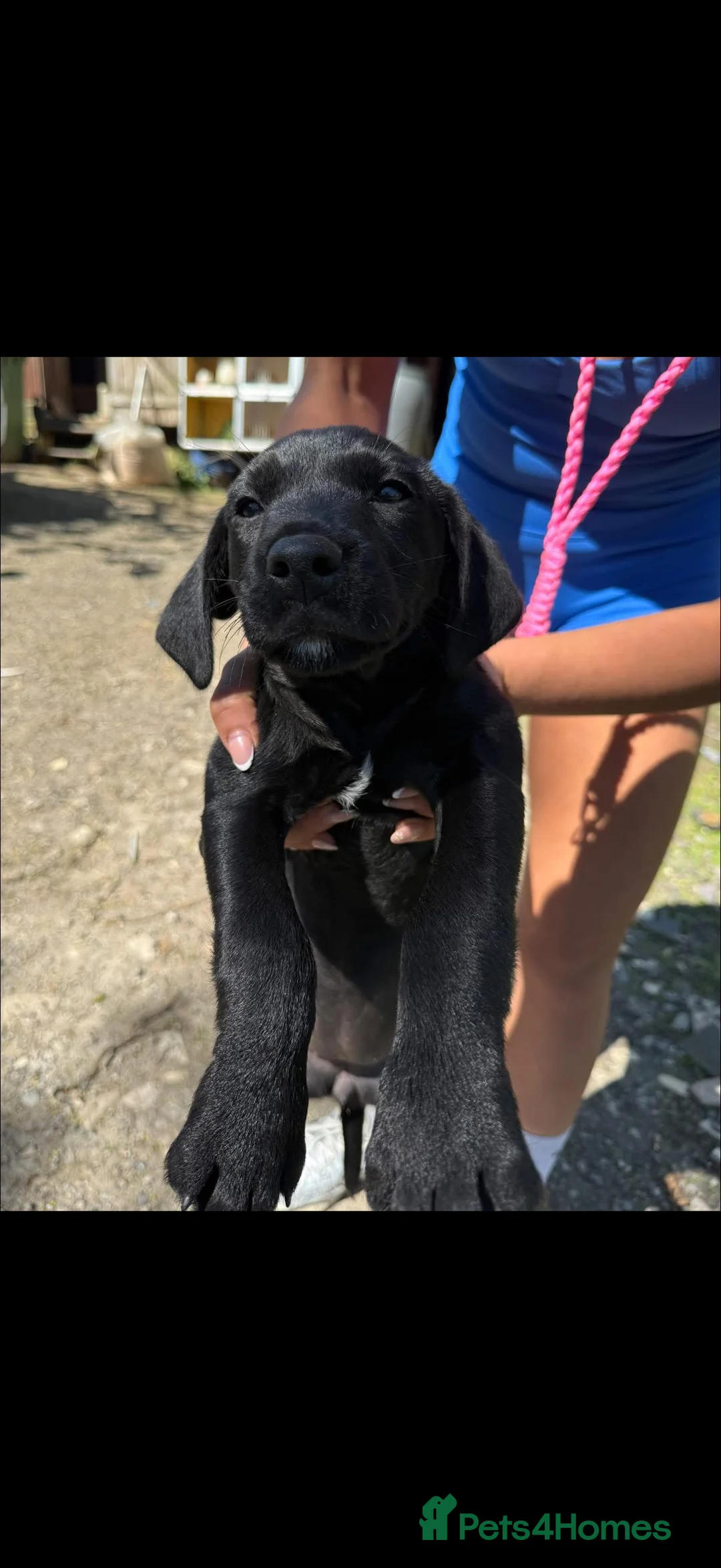 Mixed Breed dogs for sale: Springerdale bitch for sale  in Pentraeth - Advert 2