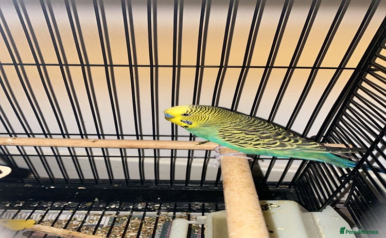 Budgerigars birds - Advert 1