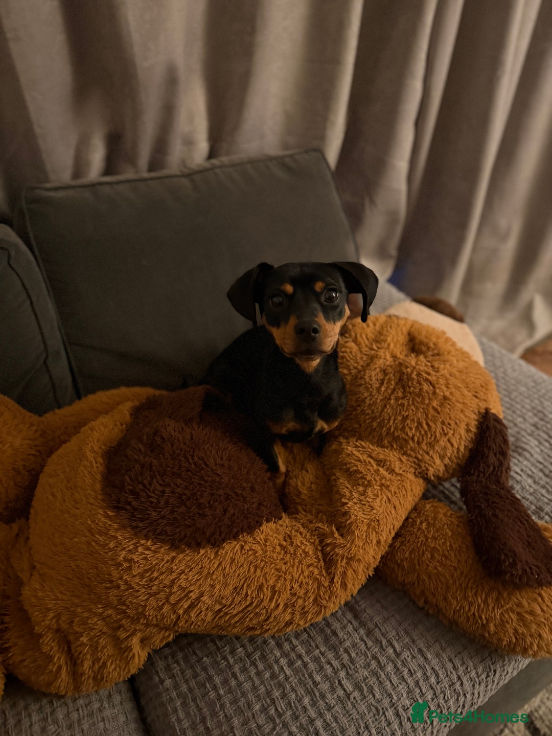 Mixed Breed dogs for sale: Nala 12/01/2024 - Advert 7