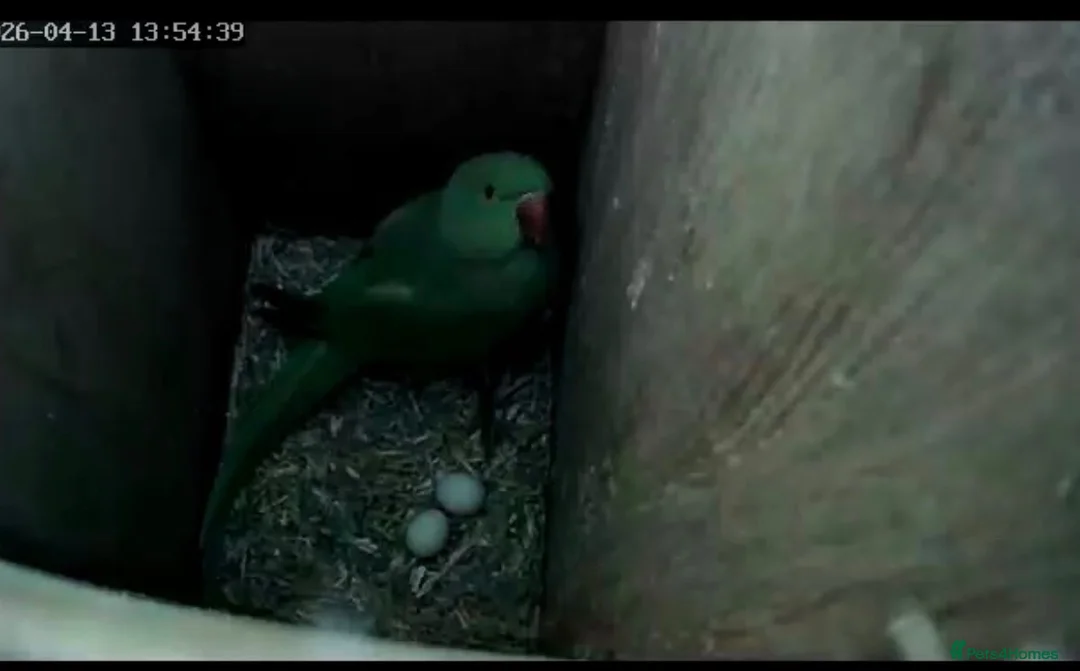 Ringnecks birds for sale: Male and female indian ringneck parrot.  - Advert 2