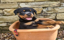 Rottweiler dogs for sale: Chunky Rottweiler Puppies  - Image 3