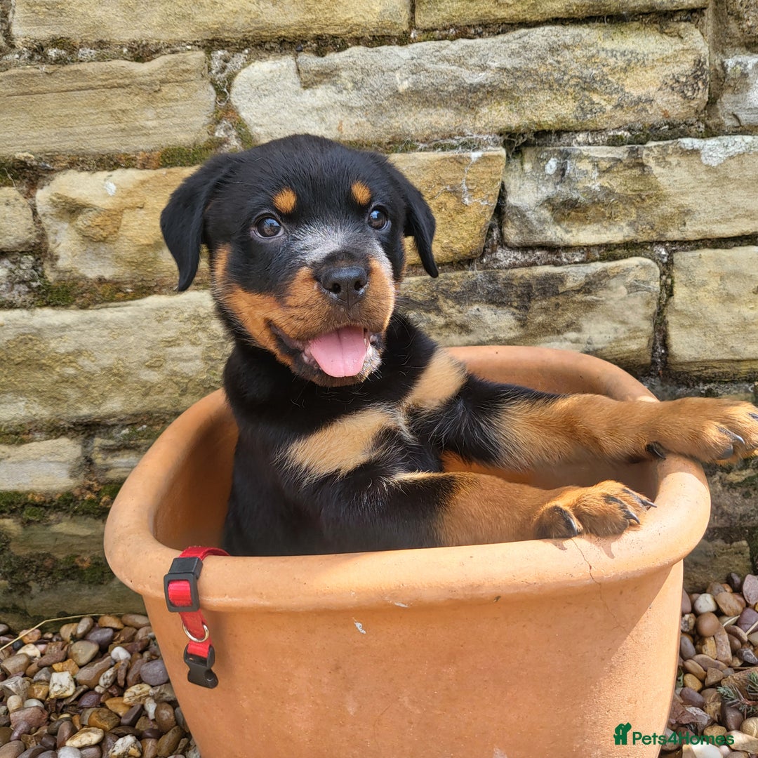 Rottweiler dogs for sale: Chunky Rottweiler Puppies  - Image 3