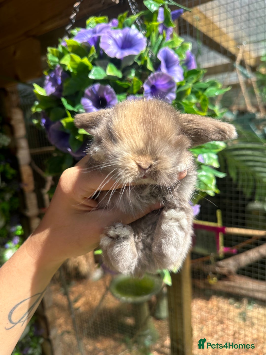 Mini Lop rabbits for sale: Cutest Baby Mini Lop Bunny’s  - Image 15