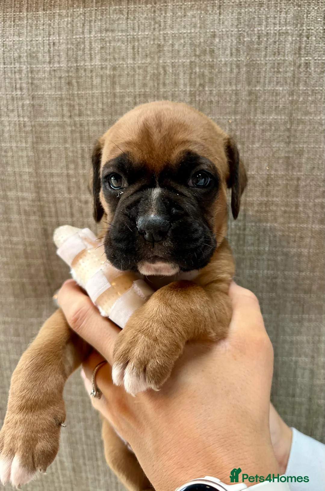 Boxer dogs for sale: Stunning Litter of 5 Boxer Puppies 🐶 - Advert 2