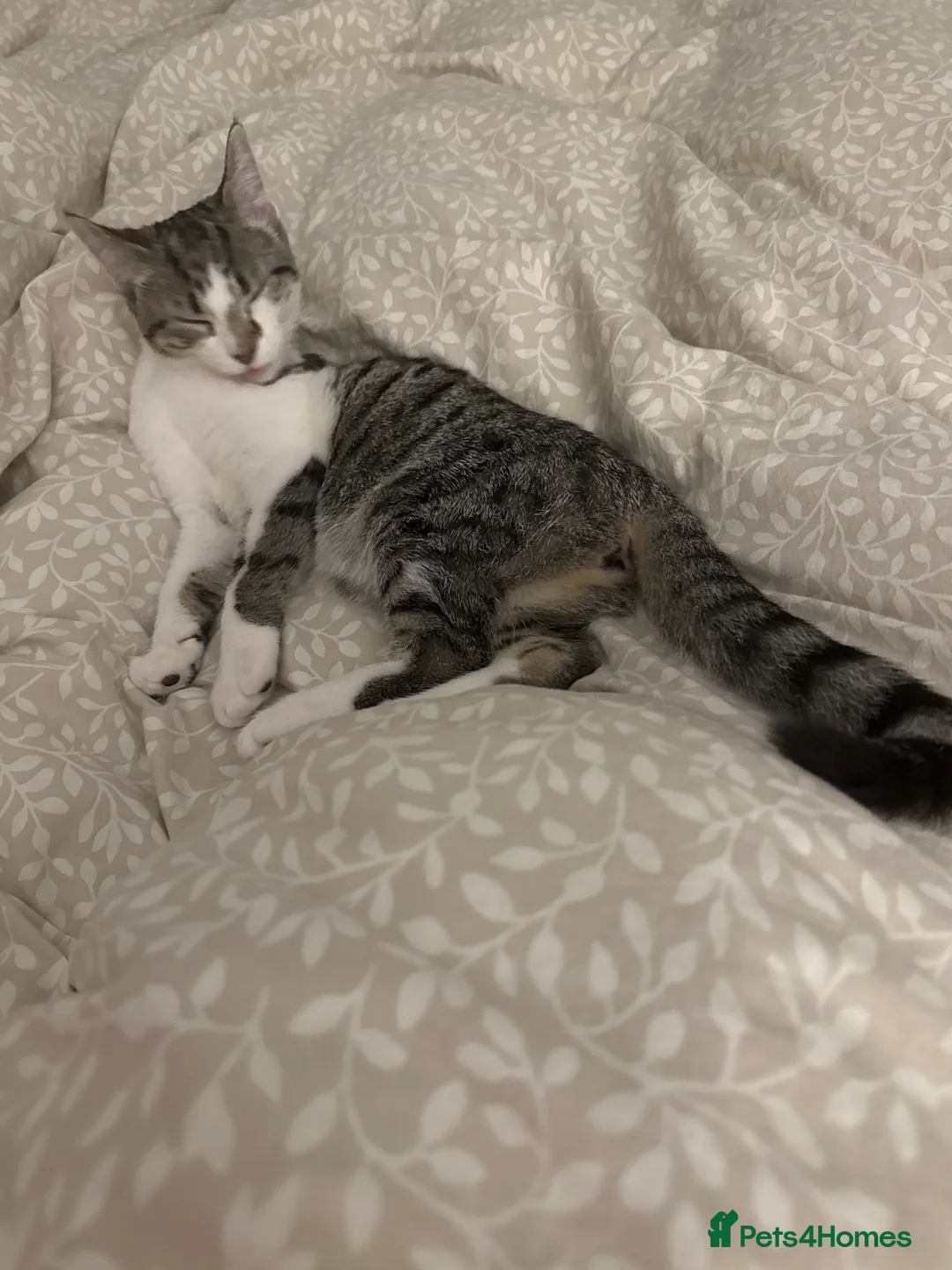 Mixed Breed cats for sale: Kitten 8 months old  in Stockton-on-Tees - Advert 2