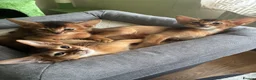 Abyssinian cats for sale: TICA 5* pedigree Abyssinian Kittens  - Advert 16