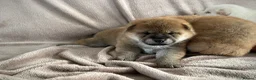 Japanese Shiba Inu dogs for sale: KC registered Japanese Shiba Inu puppies - Advert 19
