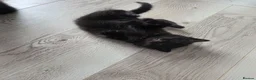 British Shorthair cats for sale: 9 gorgeous kittens - Advert 9